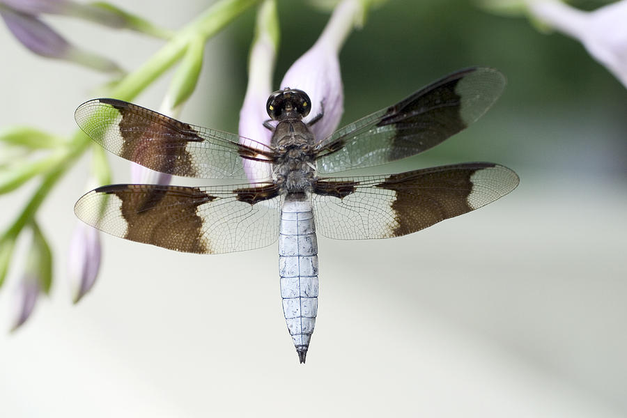 Male Whitetail Dragonfly Photograph by Paul Whitten