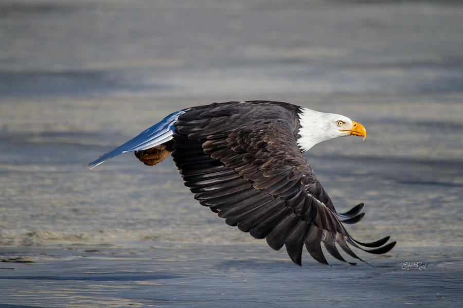 Male wild bald eagle ready to land Photograph by Eti Reid
