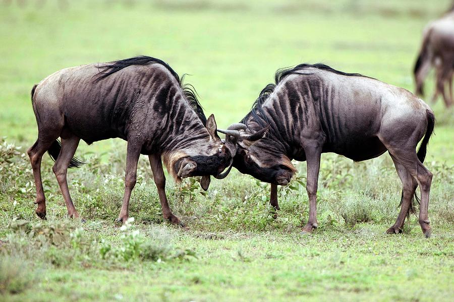 Male Wildebeest Fighting Photograph by Dr P. Marazzi/science Photo Library