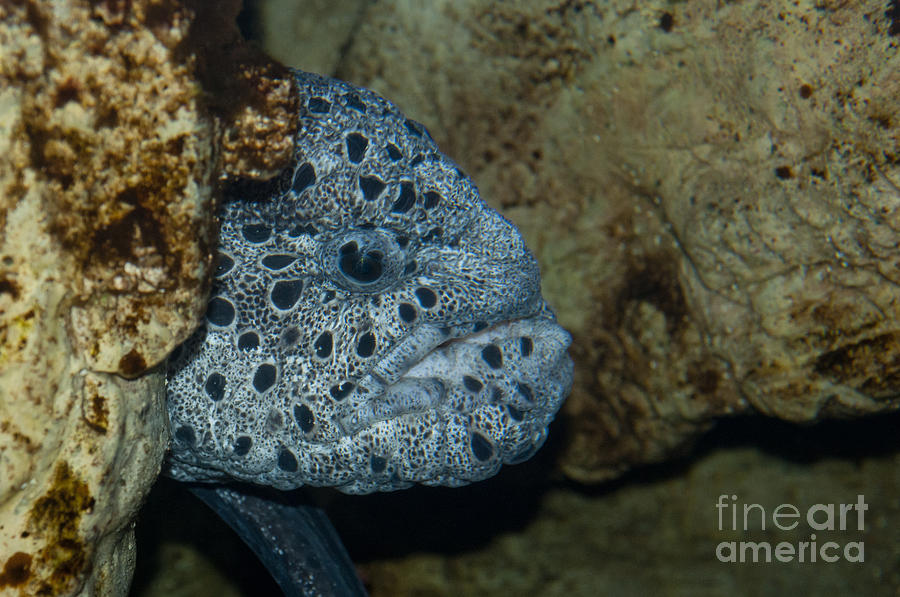 Male Wolf Eel Photograph by William H. Mullins