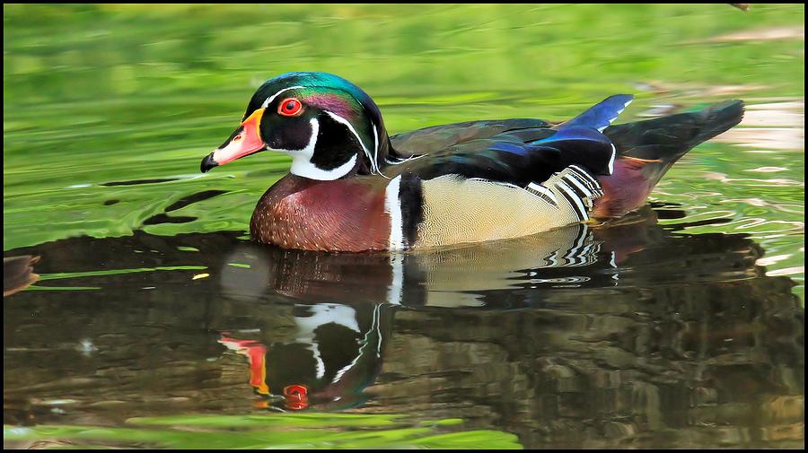 Male Wood Duck 2 Photograph by Bruce Nikle - Fine Art America