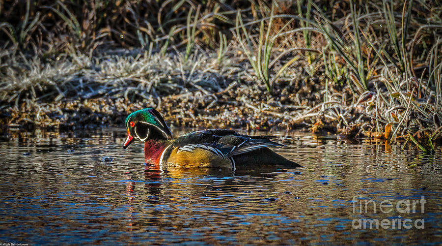 Male Wood Duck 2 Photograph by Mitch Shindelbower
