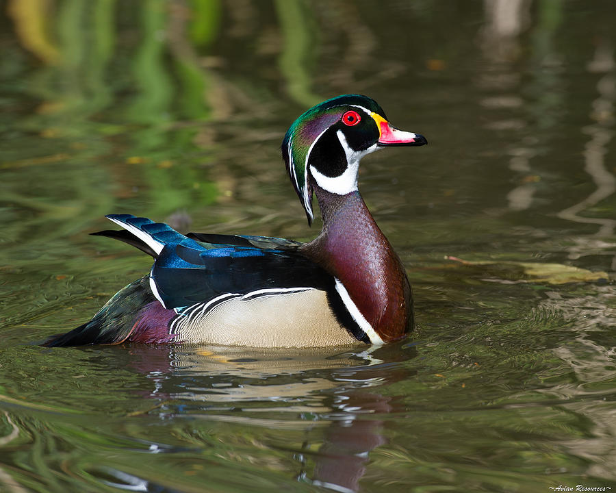 Male Wood Duck Photograph by Avian Resources