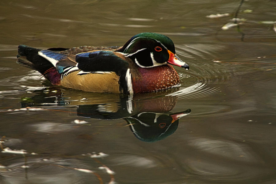 Male Wood Duck Photograph by Constantine Gregory
