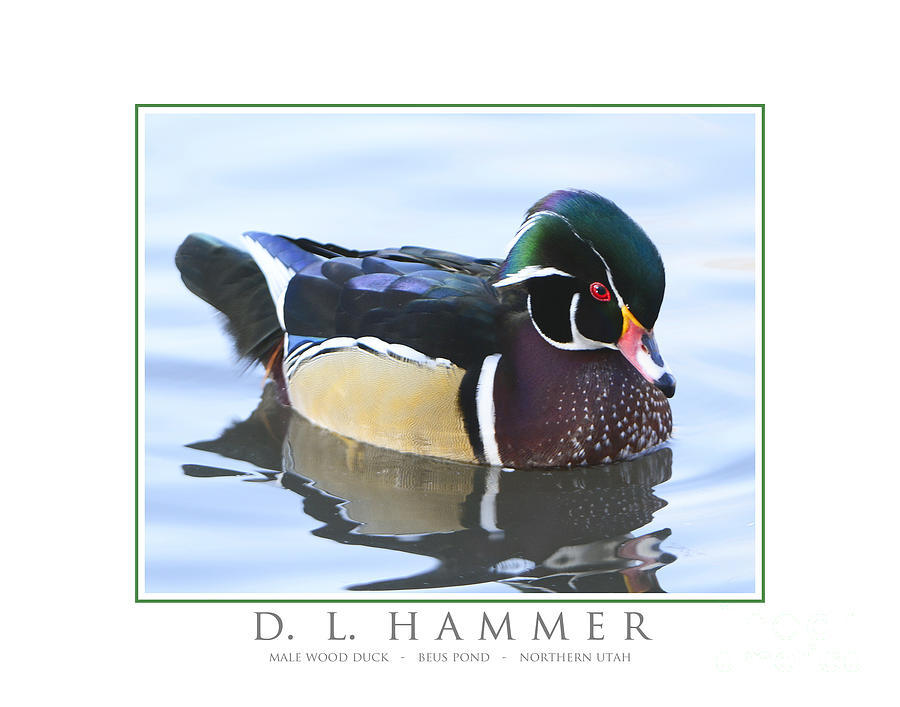 Male Wood Duck Photograph by Dennis Hammer