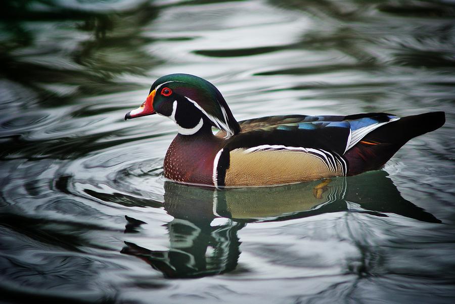 Duck Photograph - Male Wood Duck by John Hall