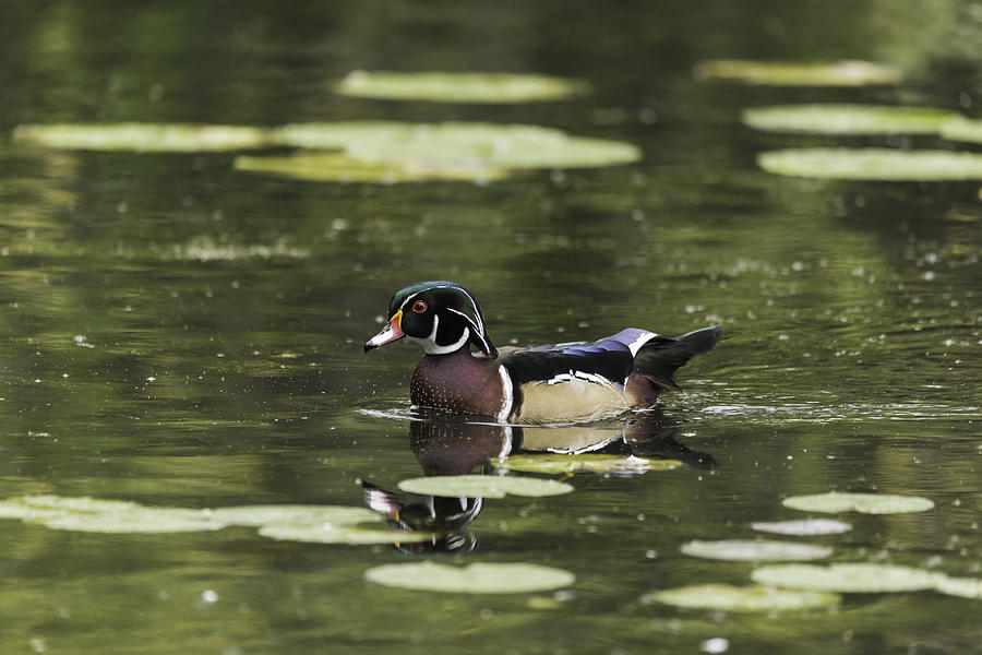 Male Wood Duck Photograph by Josef Pittner