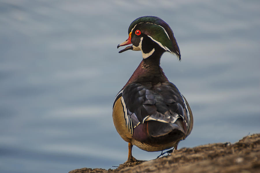 Duck Photograph - Male Wood Duck by Lee Kirchhevel