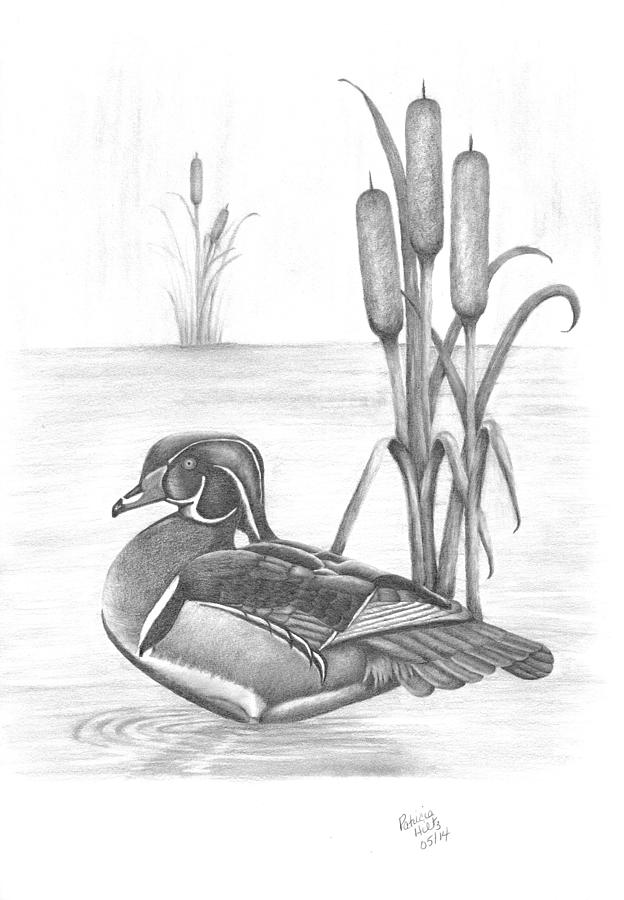wood duck drawing outline