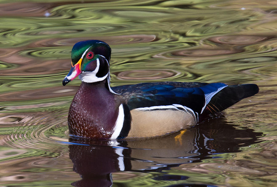 Male Wood Duck Photograph by Randy Hall