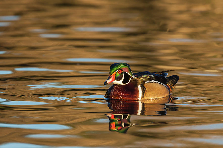 Yosemite National Park Photograph - Male Wood Duck Reflected In The Golden by Michael Qualls