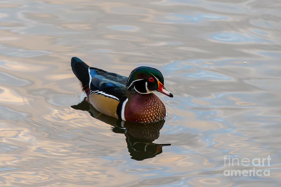 Male Wood Duck Photograph