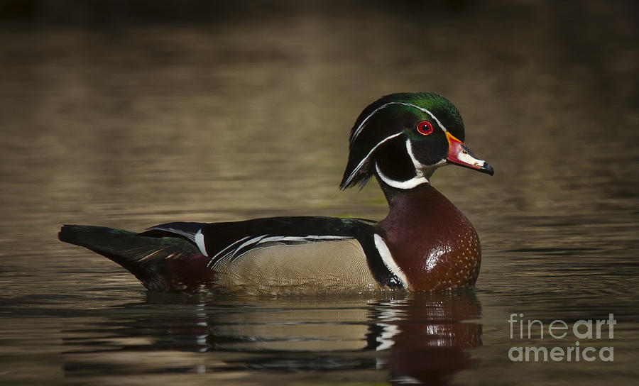 Male Wood Duck Photograph by Roger Bailey
