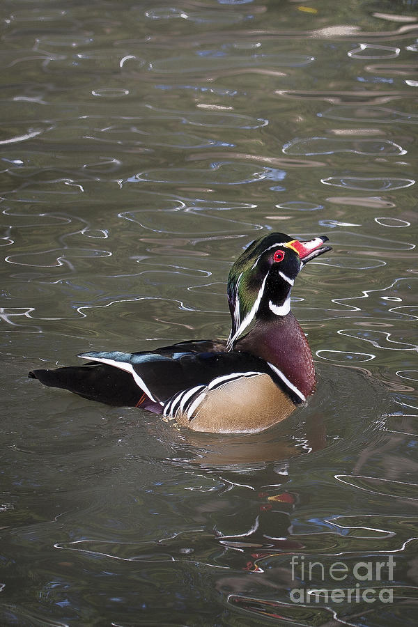 Male Wood Duck Photograph by Ronald Lutz