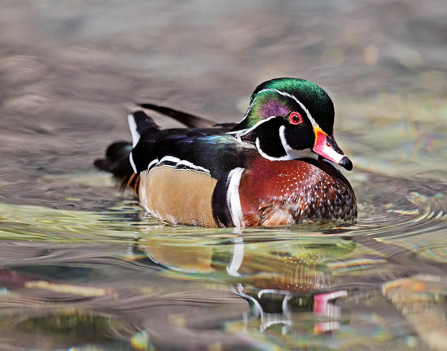 Male wood duck swimming Photograph by Jack Nevitt