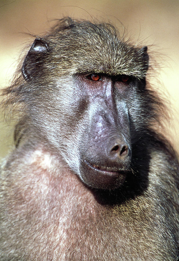 Male Yellow Baboon Photograph By Tony Camachoscience Photo Library Pixels 
