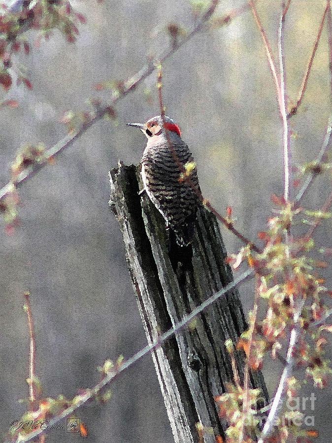 Male Yellow-shafted Northern Flicker Painting by J McCombie