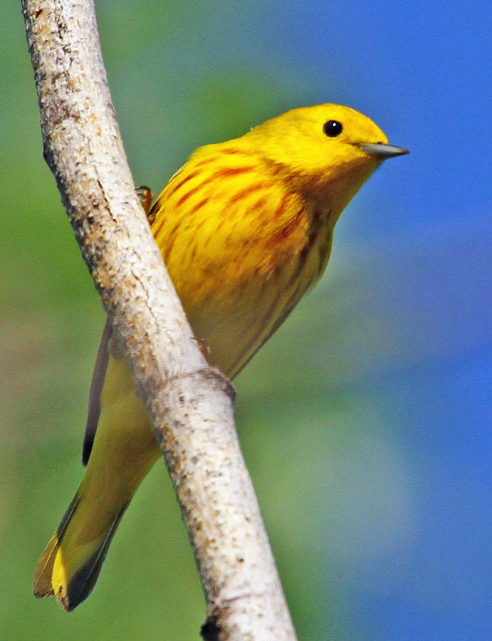 Male Yellow Warbler Photograph by Dee Carpenter | Fine Art America