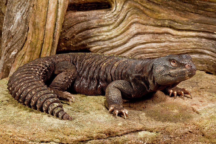 Mali Uromastyx, Uromastyx Maliensis Photograph by David Northcott