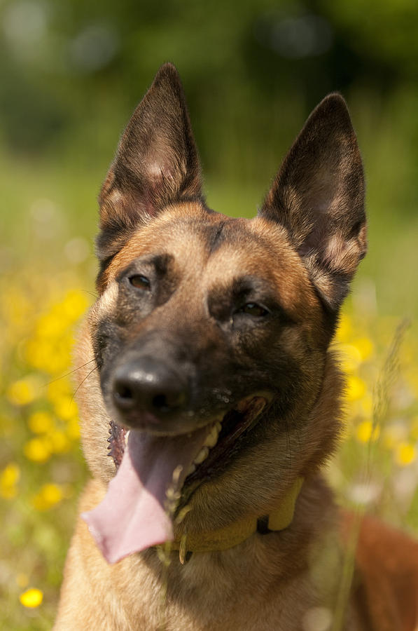 Malinois portrait Photograph by Helma Spona - Fine Art America