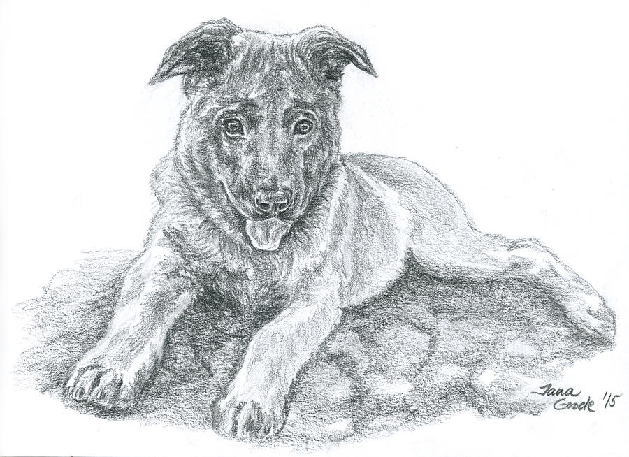 Malinois Pup Drawing by Jana Goode