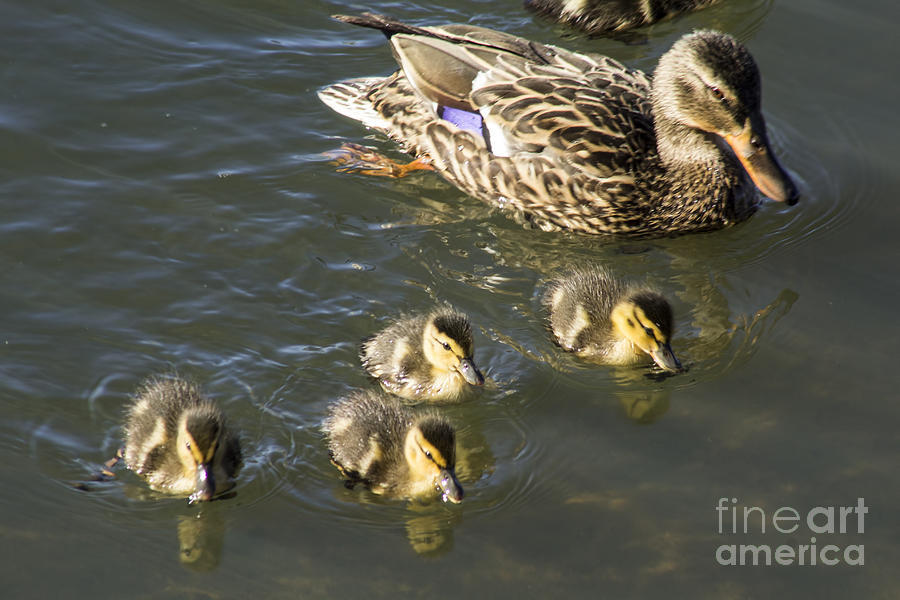Mallard and Ducklings Photograph by Steven Parker