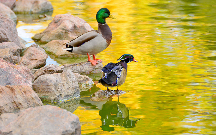 Mallard and Wood Duck Photograph by Tim Reaves
