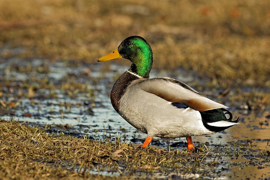 Mallard at Golden Hour Sunset Photograph by Art of LumiGrafi - Fine Art ...