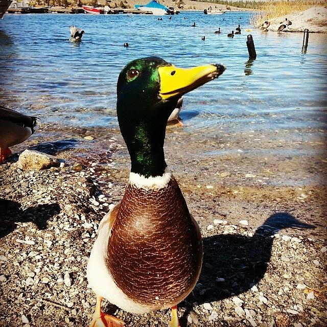 Duck Photograph - Mallard At The Marina #mallard #duck by HK Moore