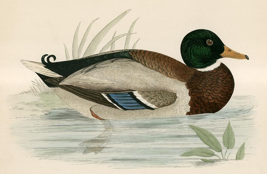 Duck Painting - Mallard by Beverley R Morris