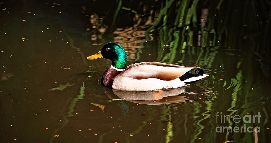 Duck Photograph - Mallard by Bridget Mejer