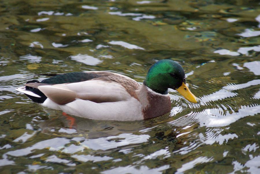 Mallard close up Photograph by Rob Luzier - Fine Art America