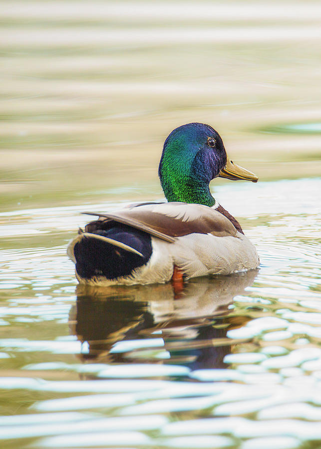 Mallard Colors From Behind Photograph by Bill and Linda Tiepelman