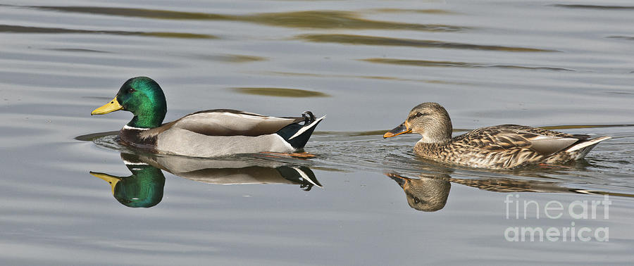 Duck Photograph - Mallard Drake And Hen by Anthony Mercieca