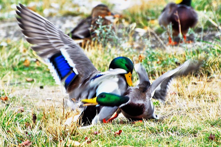 Duck Photograph - Mallard Drake Battle by Don Mann
