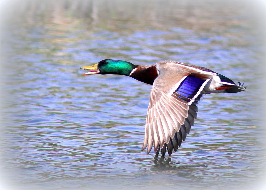 Mallard - Drake - Duck Photograph by Travis Truelove