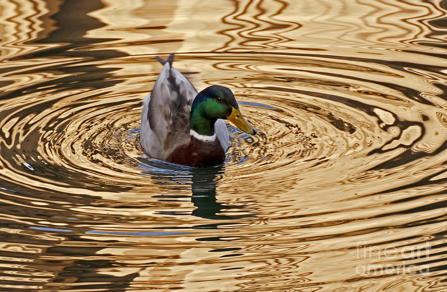 Duck Photograph - On Golden Pond by Kate Brown