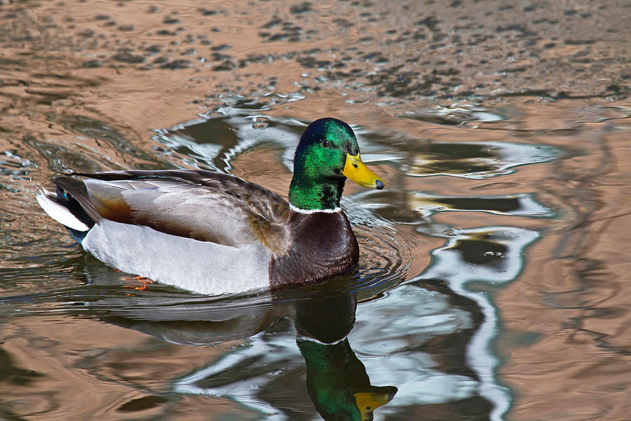 Mallard Drake Swimming On River Photograph by James Futterer