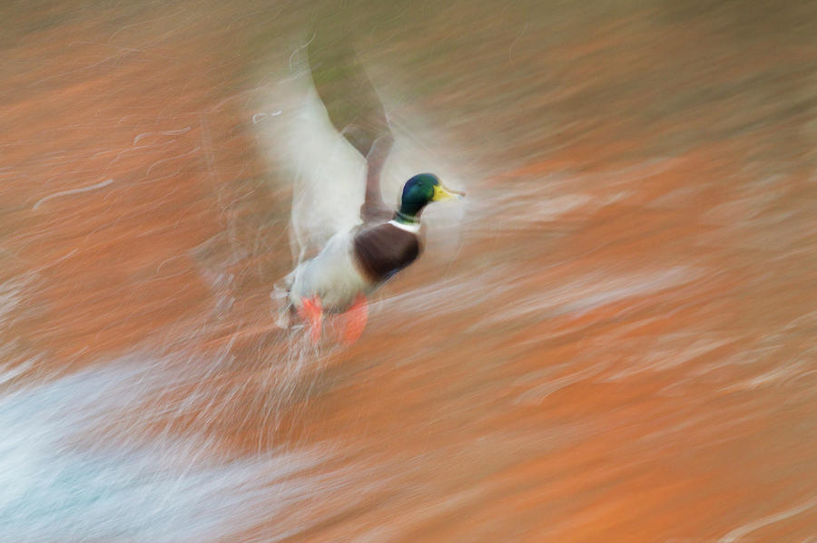 Anas Platyrhynchos Photograph - Mallard Drake, Taking Flight In Slow by Ken Archer Anas Platyrhynchos Photograph - Mallard Drake, Taking Flight In Slow by Ken Archer