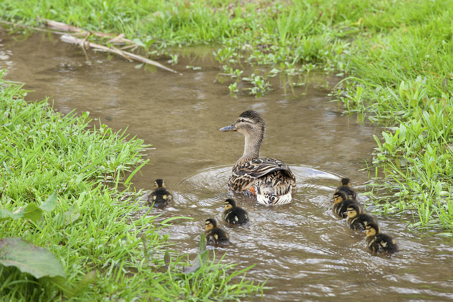 Mallard Duck & Ducklings In The Photograph by Tim Graham