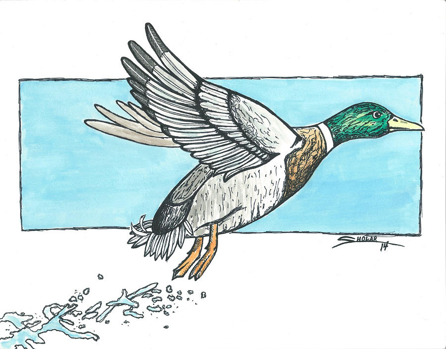 Mallard Duck Drawing by Alex Sholar Fine Art America