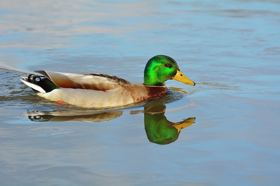 Mallard Duck, Anas Platyrhynchos Photograph by Raimund Linke
