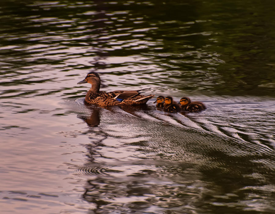 Mallard Duck And Chicks Photograph by Flees Photos