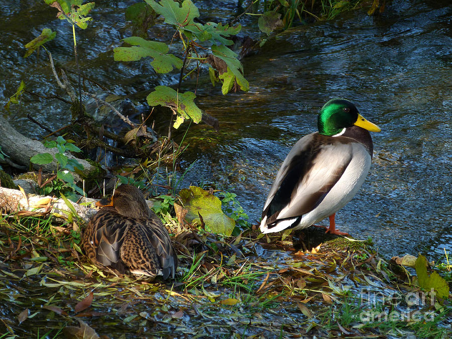 Mallard Duck and Drake Photograph by Phil Banks