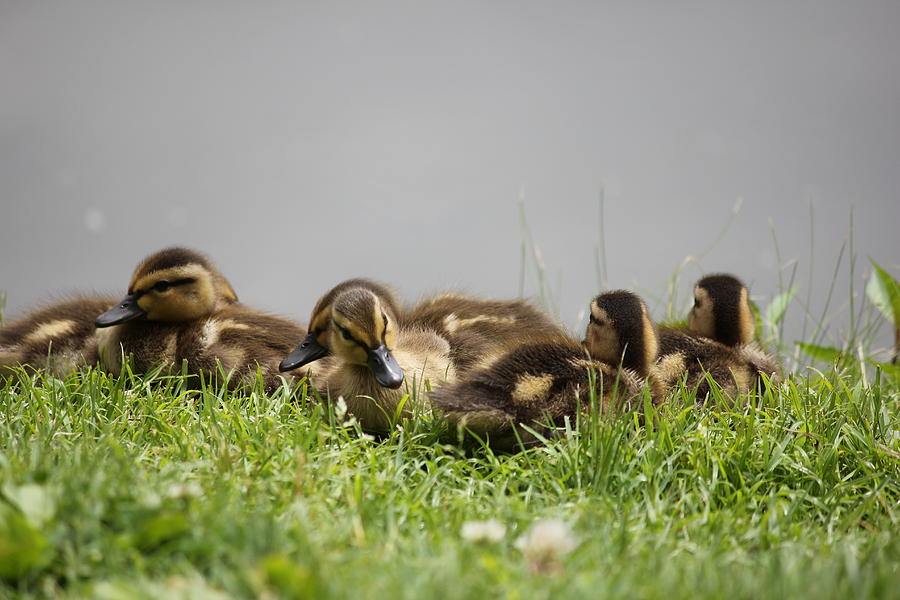 Mallard duck babies Photograph by Sheril Cunane - Fine Art America