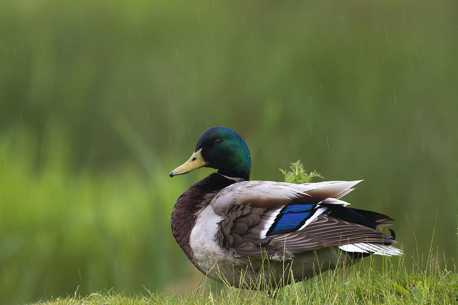Mallard Duck Photograph by Chris Smith