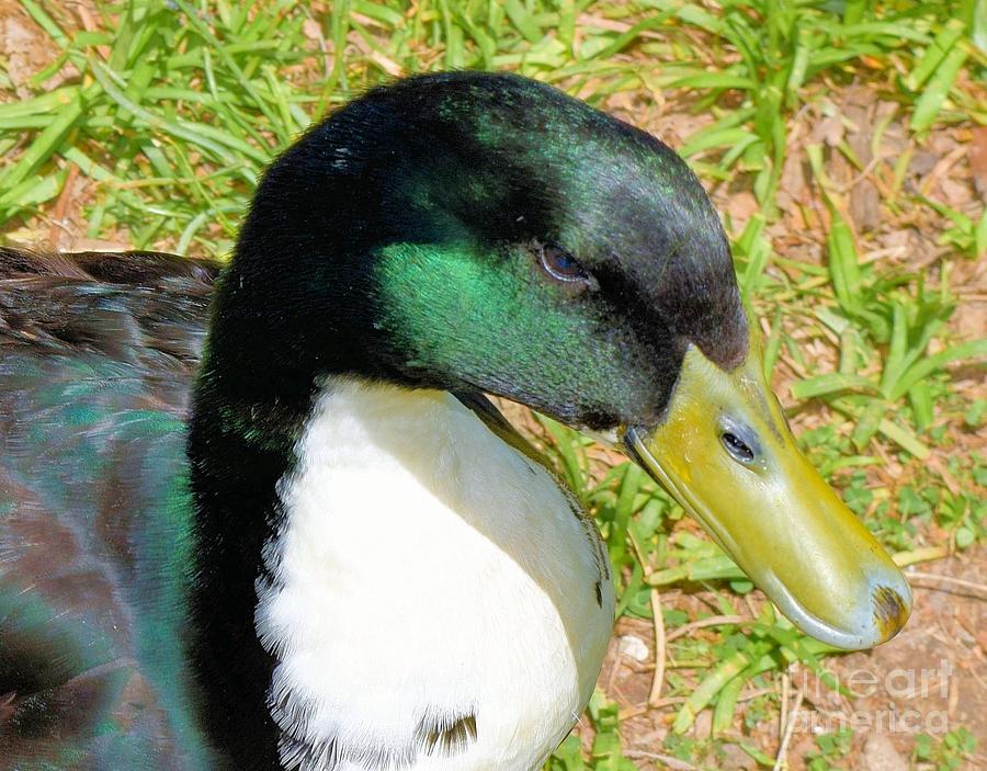 Mallard Duck Close Up Photograph by Janette Boyd