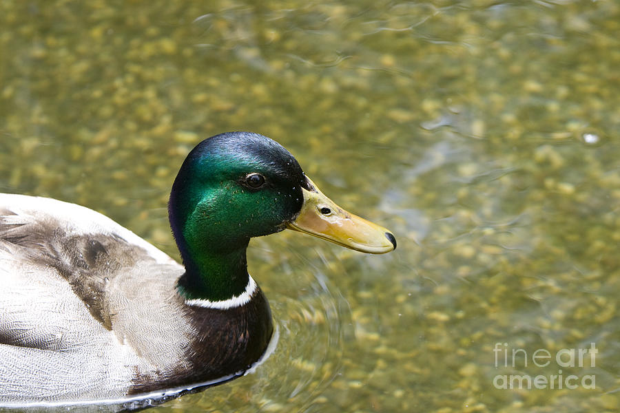 Mallard Duck Closeup Photograph by David Millenheft