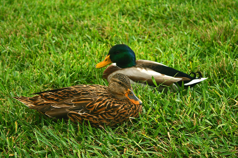 Mallard Duck couple Photograph by Michael Porchik