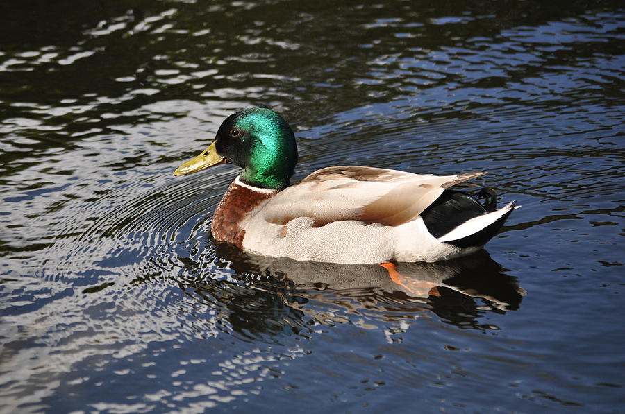 Mallard Duck 1 Photograph by Csilla Florida